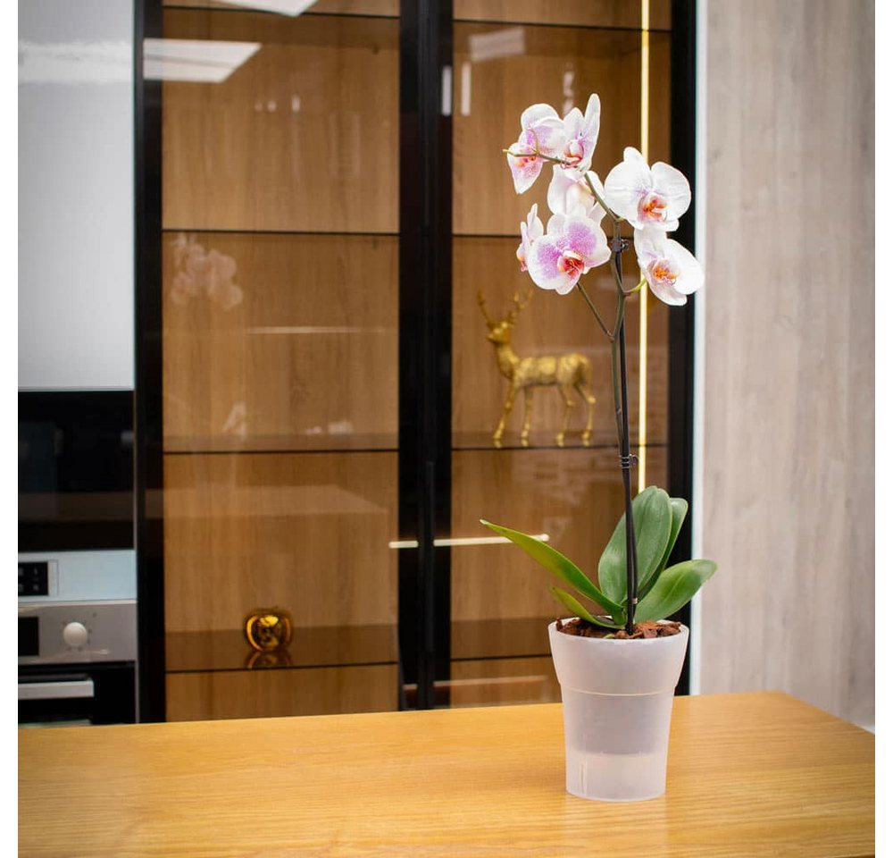 Happy plants Blumentopf Dali-Dea - Selbstbewässernder Orchideentopf, Mattoptik, rund, leichtgewichtig