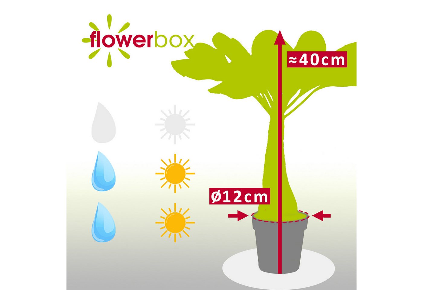 Flowerbox Zimmerpflanze Hawaiipalme - Brighamia, - Höhe ca. 40 cm, Topf-Ø 12 cm Bild 5