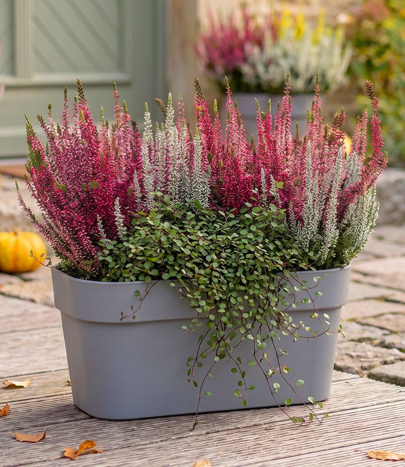 BALDUR Garten Staude 3er Herbst-Set 'Autumn Harmony', 3 St., Herbstpflanzen-Mix, wintergeeignet, farbenfroh, kübelgeeignet