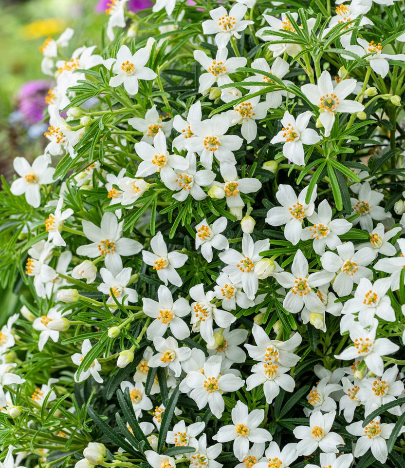 BALDUR Garten Zierstrauch Choisya 'Tiny Dancer®', 1 St., Orangenblume,winterhart, kugeliger Wuchs, starkduftend, robust