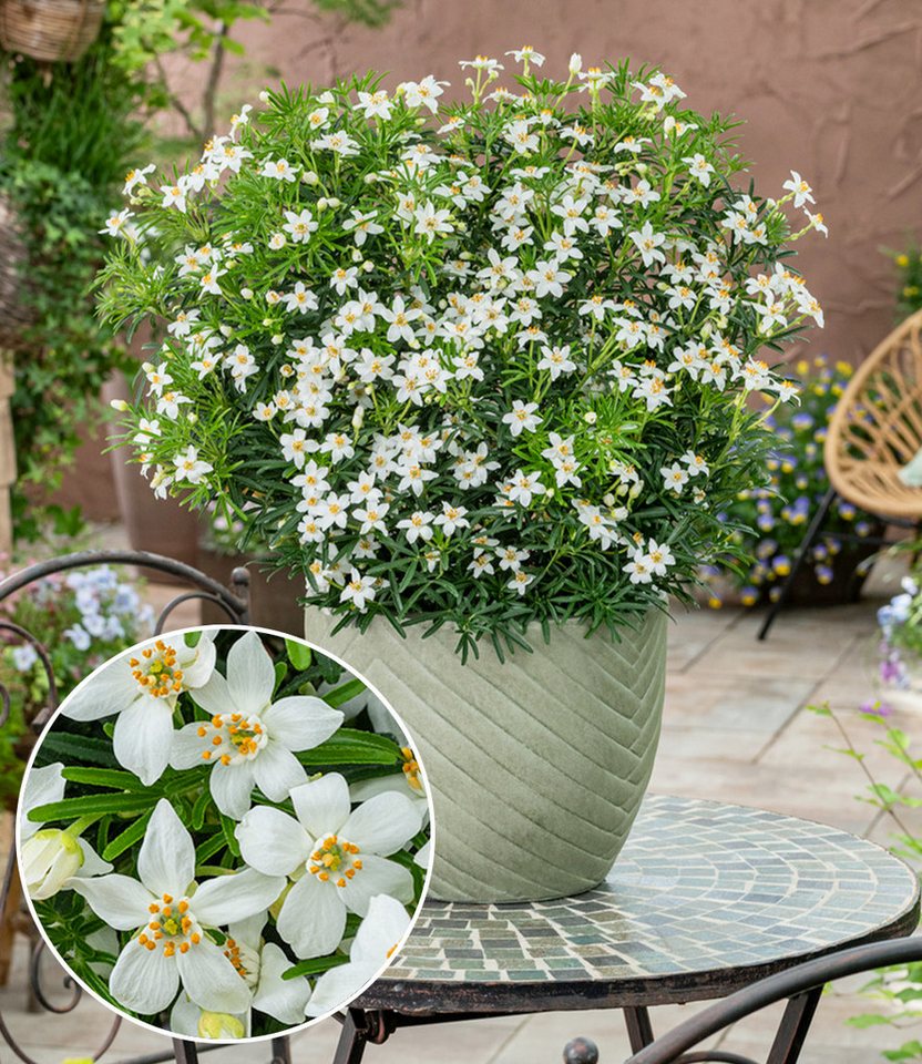 BALDUR Garten Zierstrauch Choisya 'Tiny Dancer®', 1 St., Orangenblume,winterhart, kugeliger Wuchs, starkduftend, robust Bild 2
