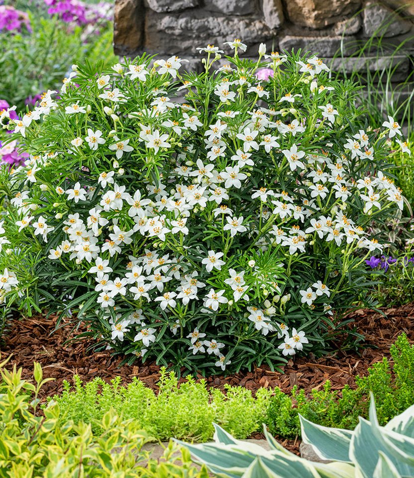 BALDUR Garten Zierstrauch Choisya 'Tiny Dancer®', 1 St., Orangenblume,winterhart, kugeliger Wuchs, starkduftend, robust Bild 3