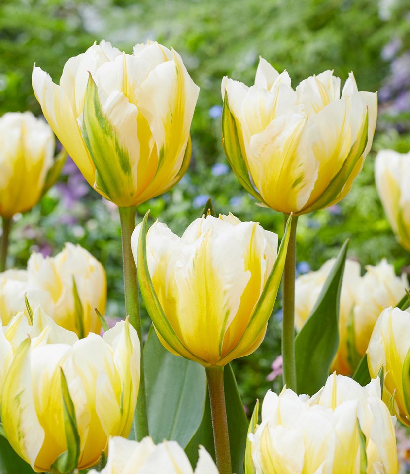 BALDUR Garten Blumenzwiebeln Tulpe 'Sweet Valley', Tulpe,winterhart, gefüllte Blüten, standfest, pflegeleicht