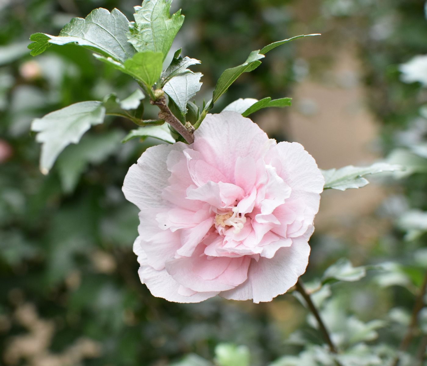 Dehner Zierstrauch Hibiscus Pink Chiffon®, 40-60 cm, rosa, Garten-Eibisch mit doppelt gefüllte Blüten