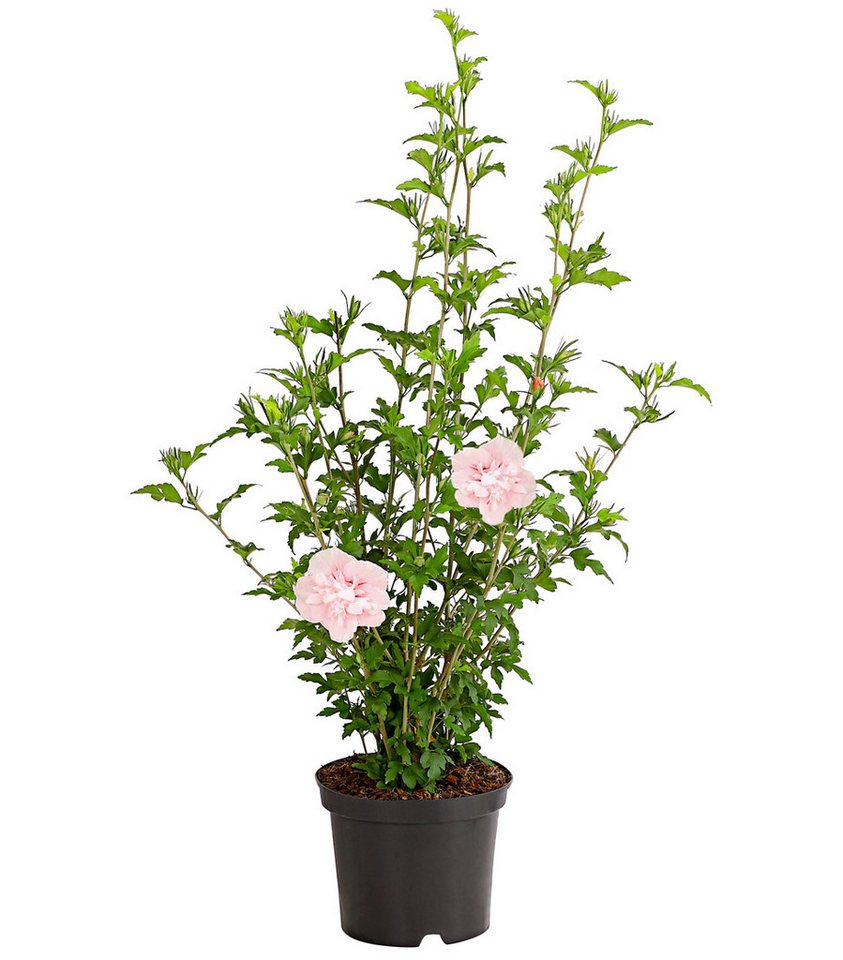 Dehner Zierstrauch Hibiscus Pink Chiffon®, 40-60 cm, rosa, Garten-Eibisch mit doppelt gefüllte Blüten Bild 2