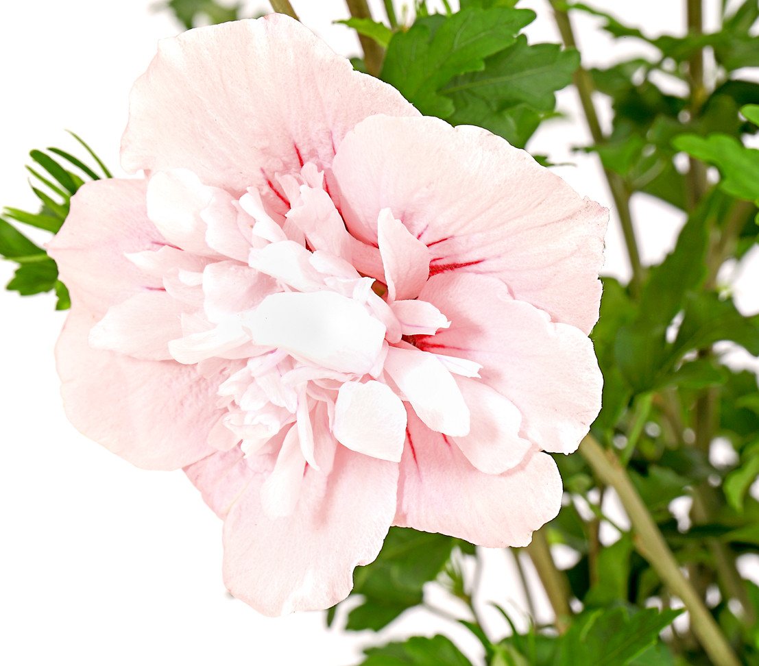 Dehner Zierstrauch Hibiscus Pink Chiffon®, 40-60 cm, rosa, Garten-Eibisch mit doppelt gefüllte Blüten Bild 3