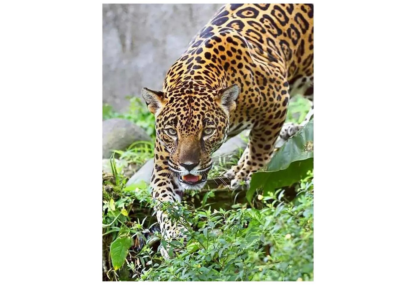 Realb2b Malen nach Zahlen XL Jaguar Malset – Kreatives Malen nach Zahlen mit Rahmen 40x50cm (Komplettes Malset: Kreatives Malen nach Zahlen mit Rahmen und Farben, Malen nach Zahlen Set: Leinwand 40x50cm, Acrylfarben, Pinsel, Rahmen), Jaguar Malset: Hochwertige Leinwand 40x50cm mit Acrylfarben & Rahmen