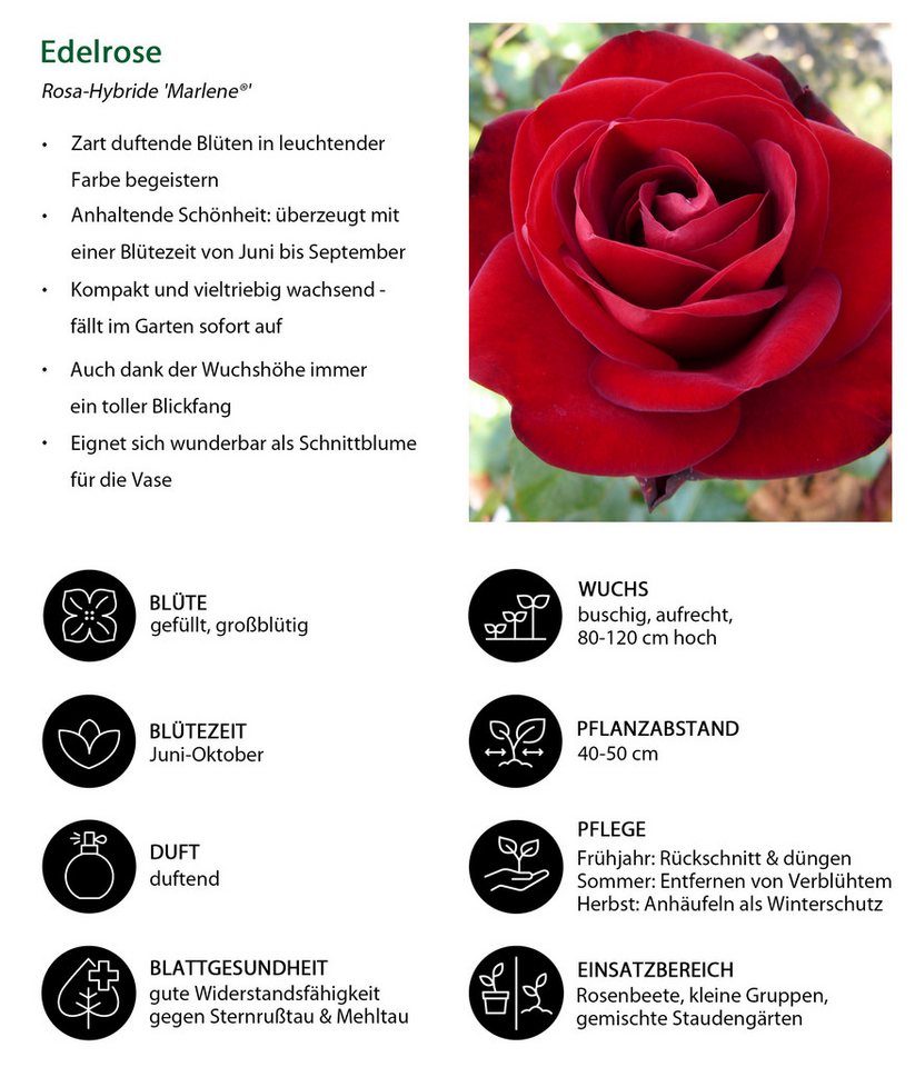 Dehner Rose Edelrose Marlene®, rote Blüten, gefüllt/duftend, gefüllt und duftend, Züchter Tantau Bild 2