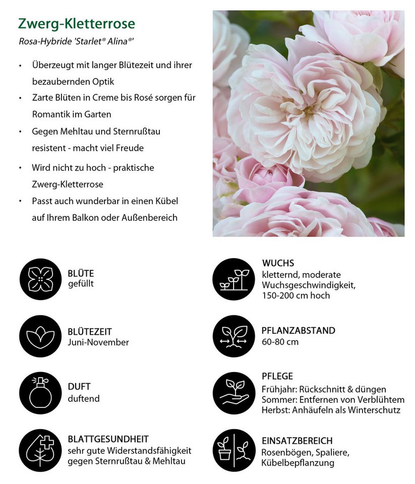 Dehner Rose Zwerg-Kletterrose Starlet® Alina®, 60-80 cm, zartrosa Blüten, gefüllt und duftend, Züchter Tantau, Topfware