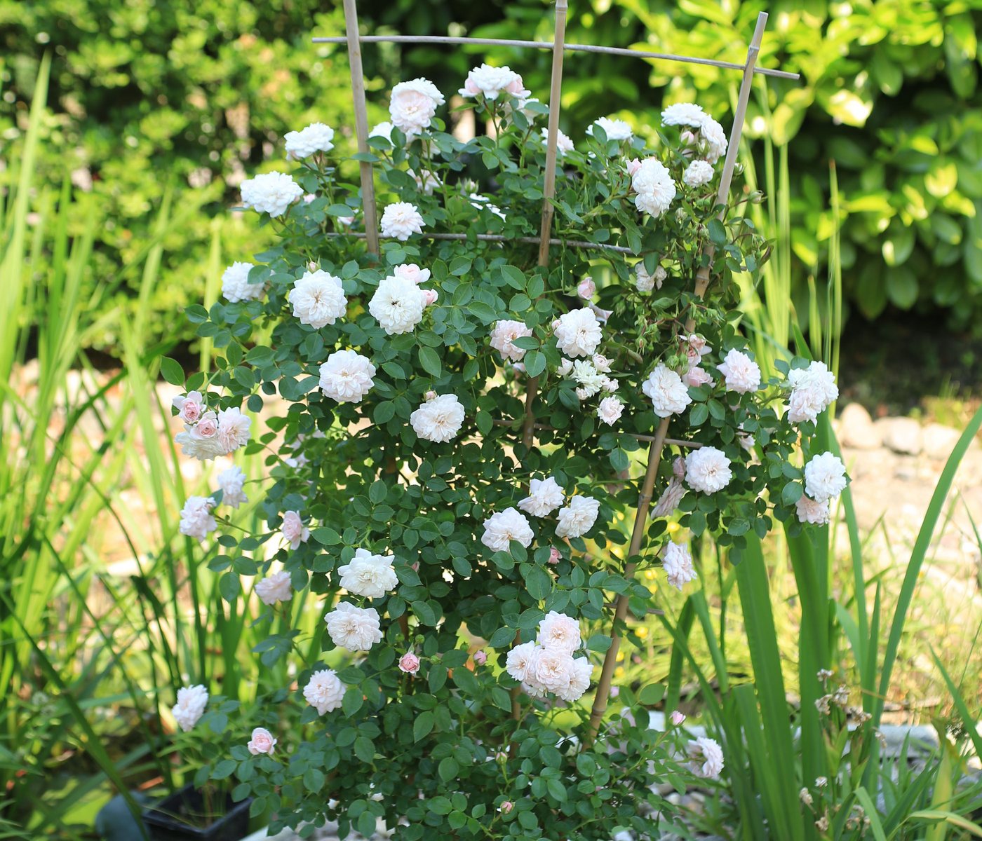 Dehner Rose Zwerg-Kletterrose Starlet® Alina®, 60-80 cm, zartrosa Blüten, gefüllt und duftend, Züchter Tantau, Topfware Bild 2