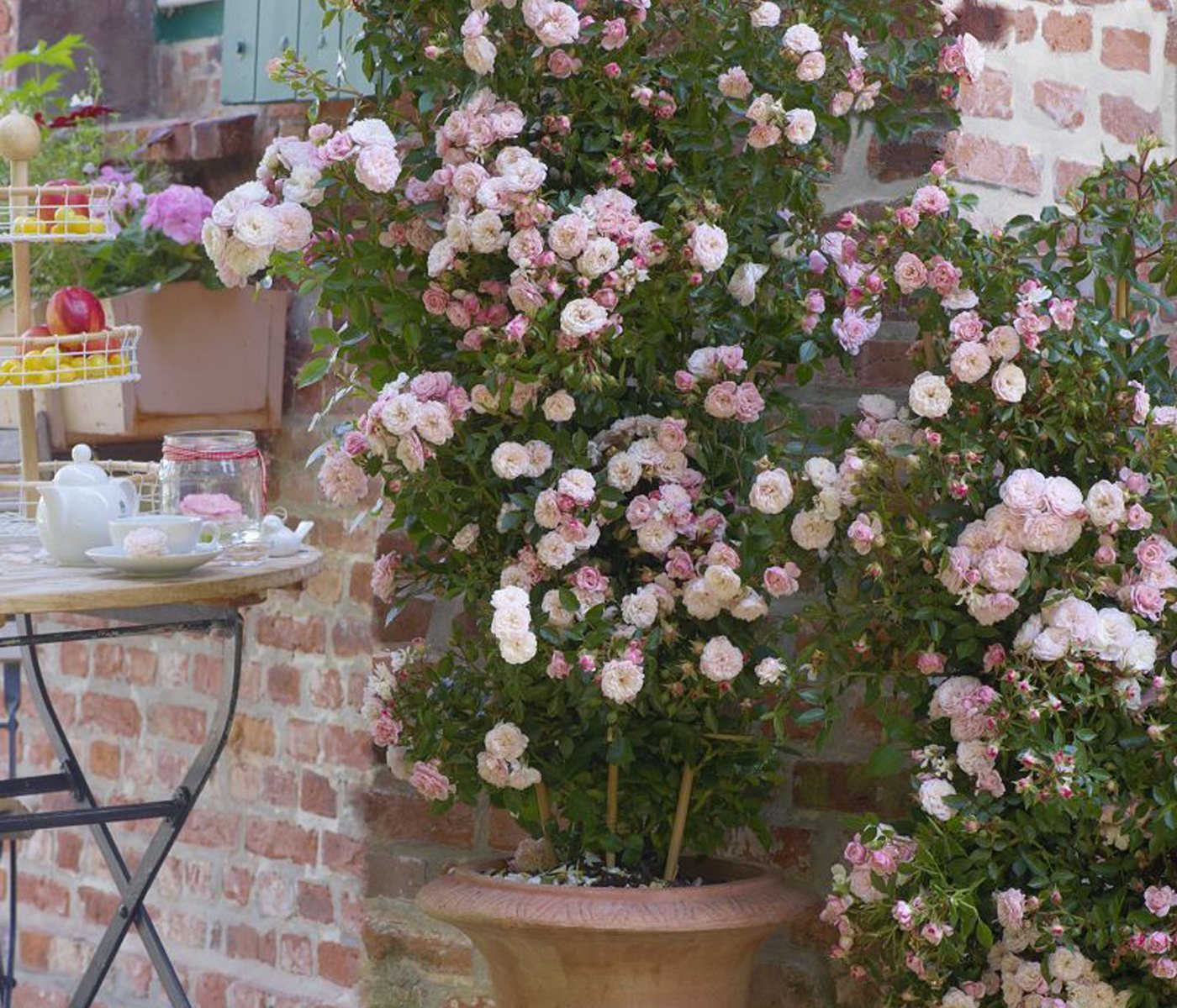 Dehner Rose Zwerg-Kletterrose Starlet® Alina®, 60-80 cm, zartrosa Blüten, gefüllt und duftend, Züchter Tantau, Topfware Bild 3