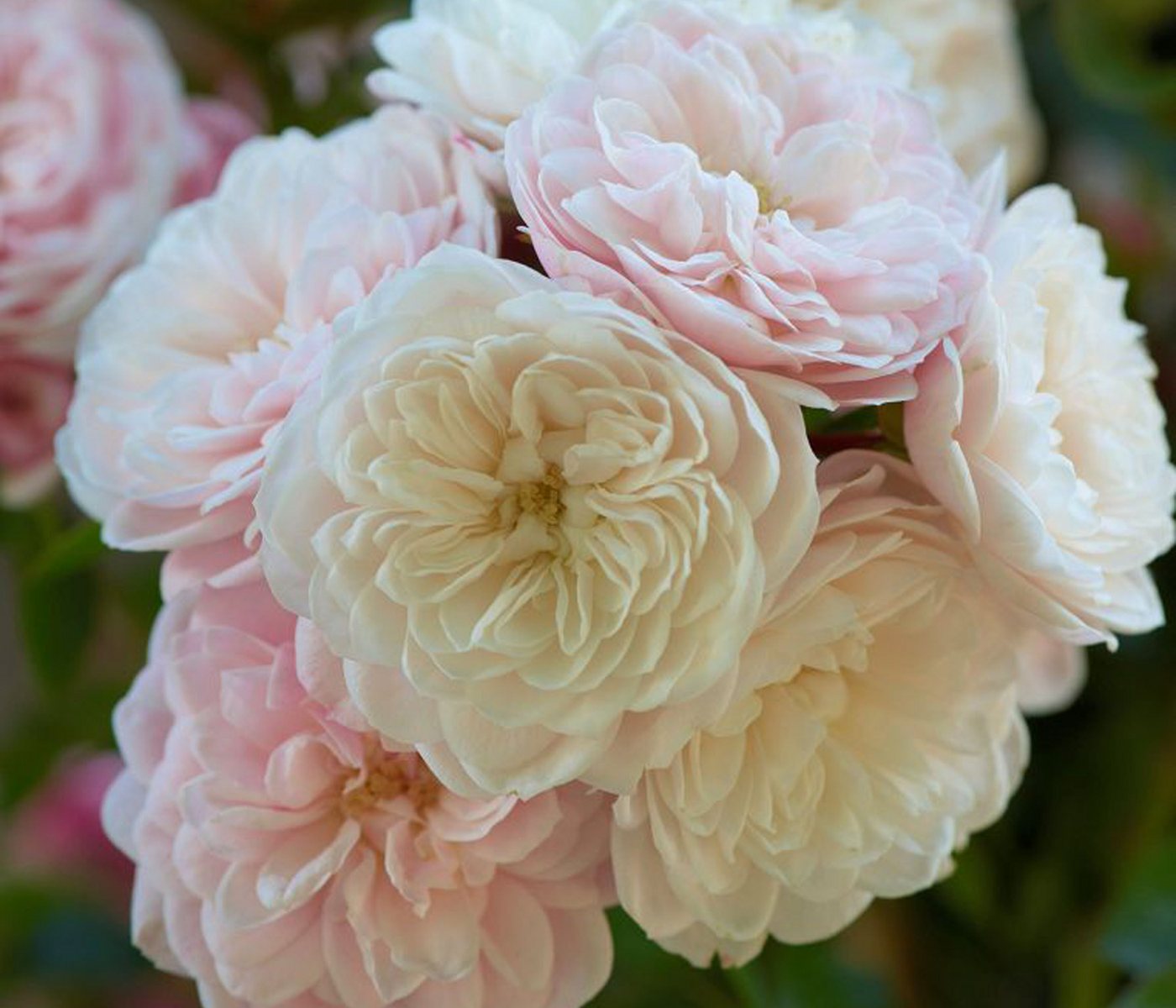 Dehner Rose Zwerg-Kletterrose Starlet® Alina®, 60-80 cm, zartrosa Blüten, gefüllt und duftend, Züchter Tantau, Topfware Bild 4