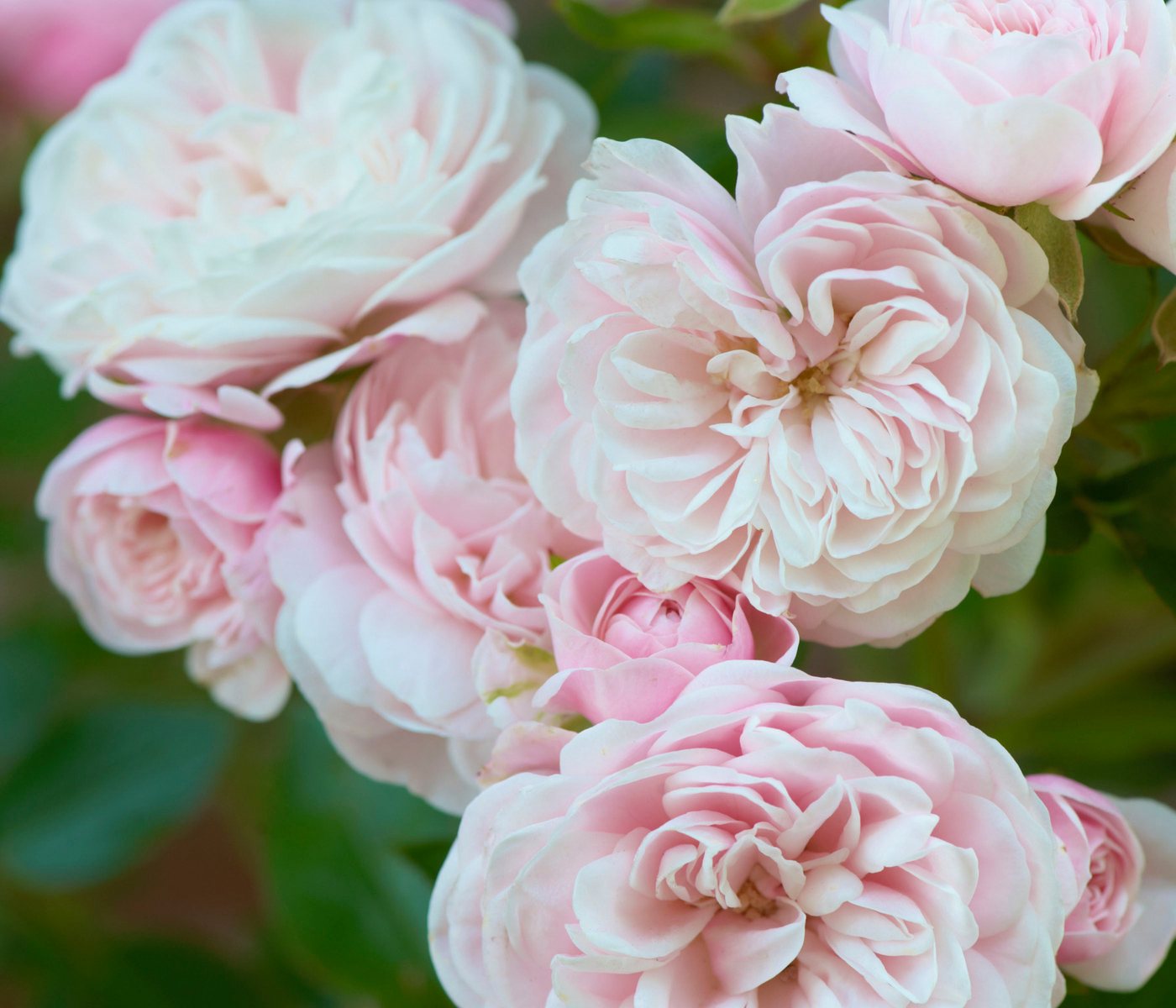 Dehner Rose Zwerg-Kletterrose Starlet® Alina®, 60-80 cm, zartrosa Blüten, gefüllt und duftend, Züchter Tantau, Topfware Bild 5