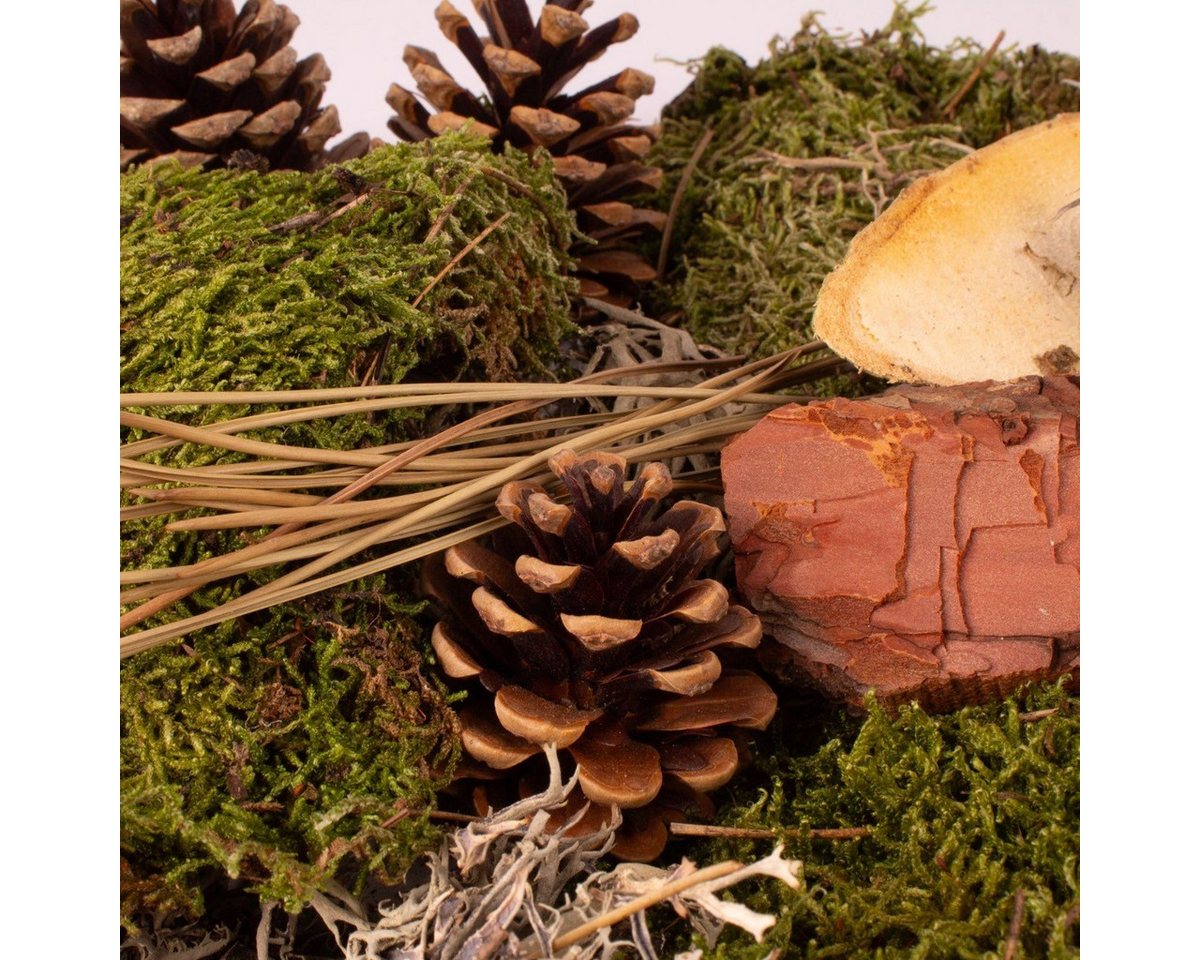 INNA-Glas Streudeko Dekomoos QUIKISA, Zapfen, Holz, Flechten, grün-braun, 500g