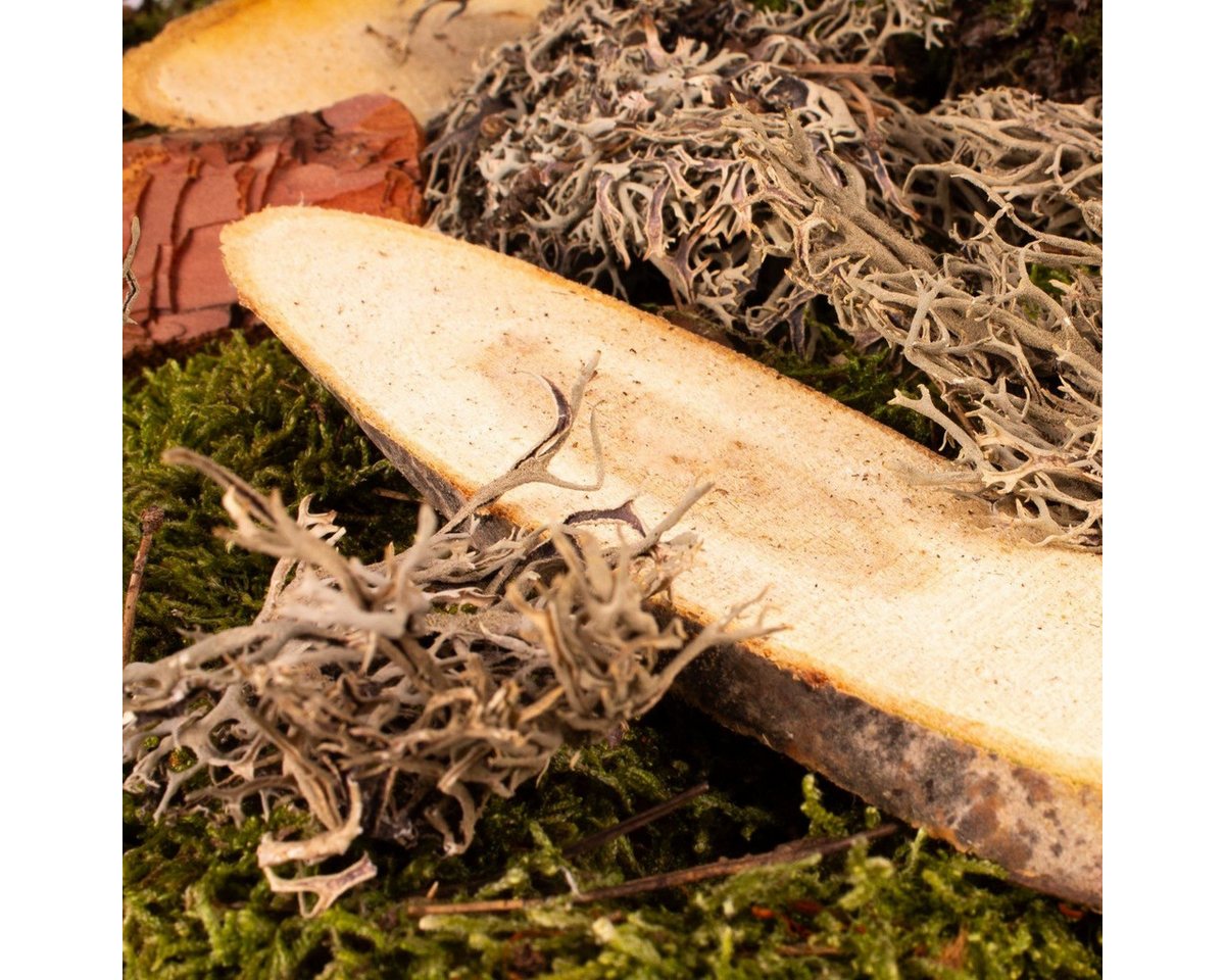 INNA-Glas Streudeko Dekomoos QUIKISA, Zapfen, Holz, Flechten, grün-braun, 500g Bild 3