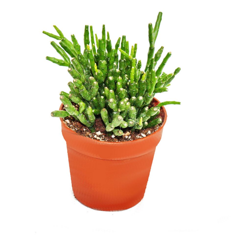 Exotenherz Zimmerpflanze Hatiora salicornioides - Keulenkaktus - Binsenkaktus - 5,5cm Topf