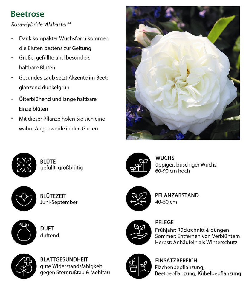 Dehner Rose Beetrose Alabaster®, Rosa-Hybrid, weiße Blüten, Züchter Tantau, großblütige gefüllte Blüten, duftend Bild 2