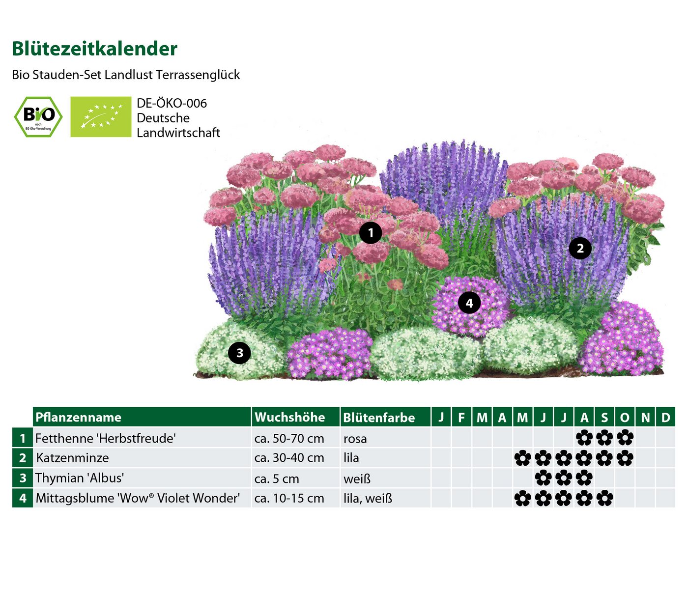 Dehner Staude Bio Stauden-Set Terrassenglück, je 5-20 cm exkl. Pflanztopf, exklusive Landlust Kollektion mit 12 Pflanzen für sonnige Standorte Bild 2