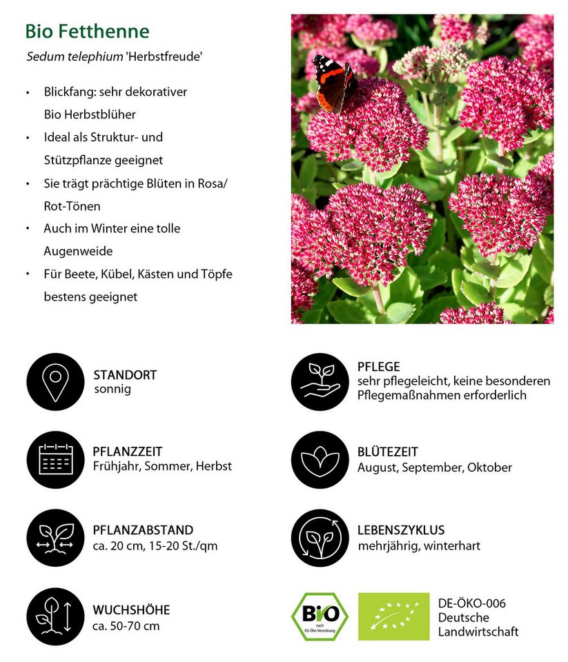 Dehner Staude Bio Stauden-Set Terrassenglück, je 5-20 cm exkl. Pflanztopf, exklusive Landlust Kollektion mit 12 Pflanzen für sonnige Standorte Bild 3