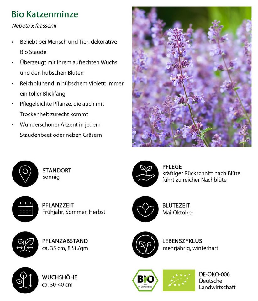 Dehner Staude Bio Stauden-Set Terrassenglück, je 5-20 cm exkl. Pflanztopf, exklusive Landlust Kollektion mit 12 Pflanzen für sonnige Standorte Bild 4