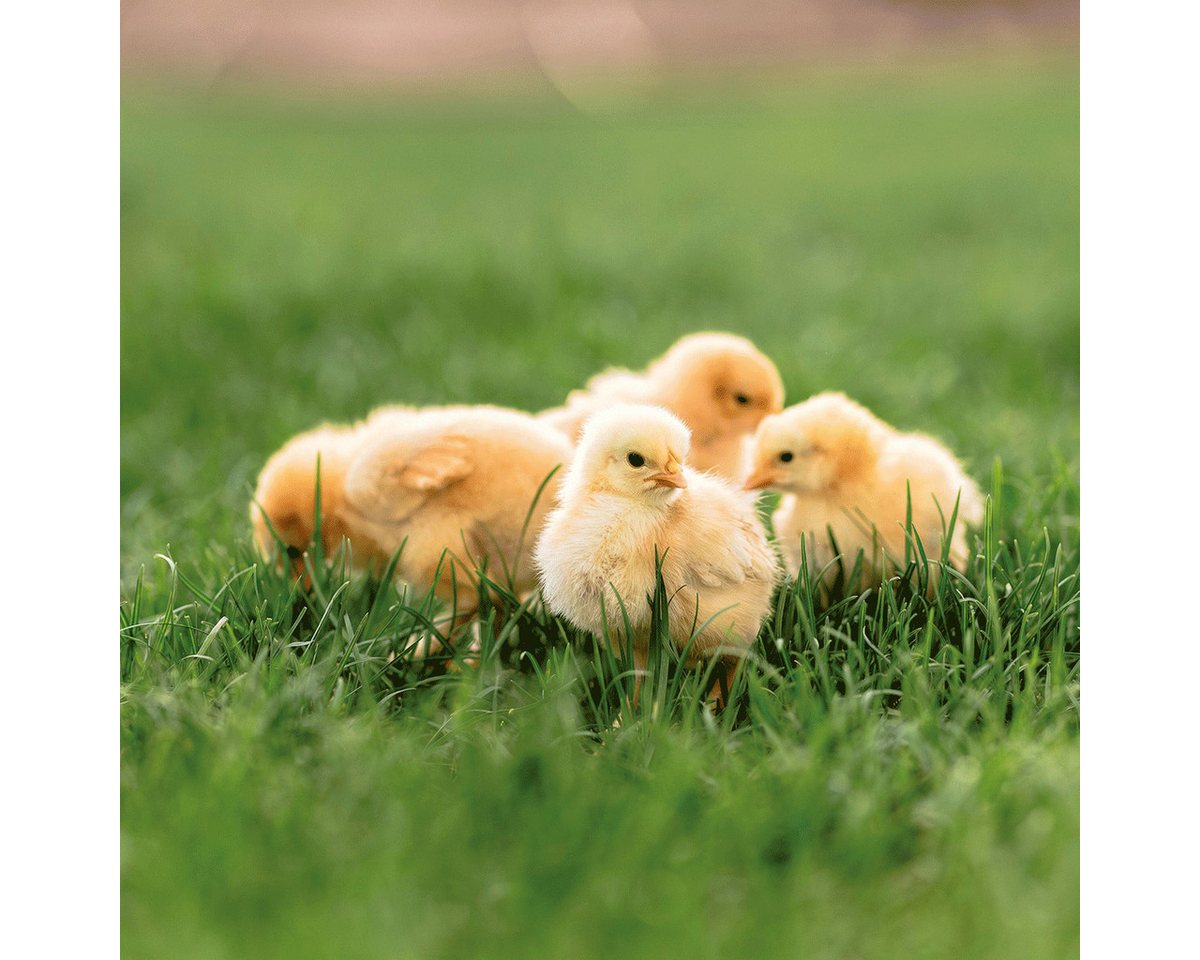 Wandkalender Tiere vom Bauernhof / Farm Animals 2027: Kalender 2027 (Artwork Edi Bild 2