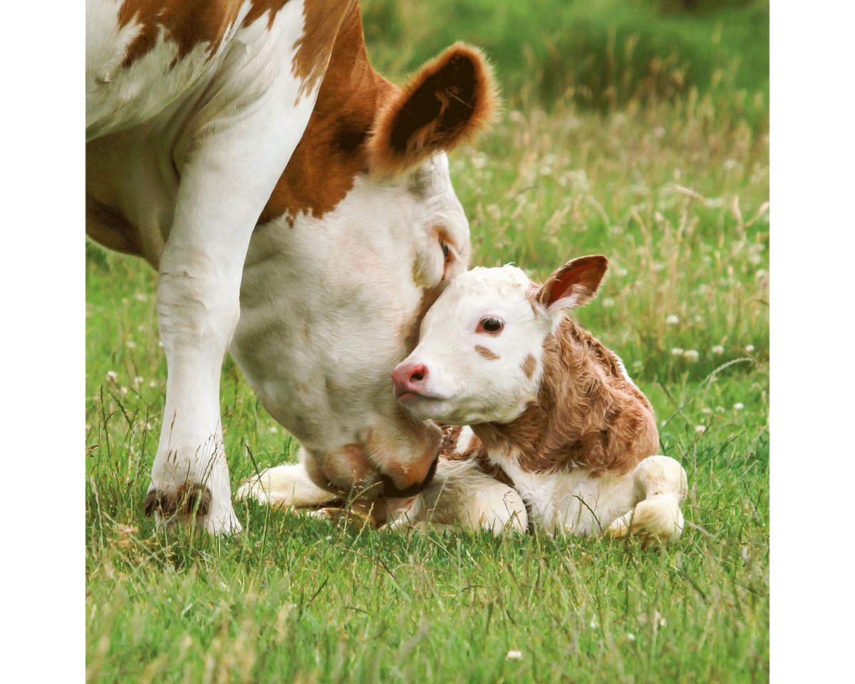 Wandkalender Tiere vom Bauernhof / Farm Animals 2027: Kalender 2027 (Artwork Edi Bild 3