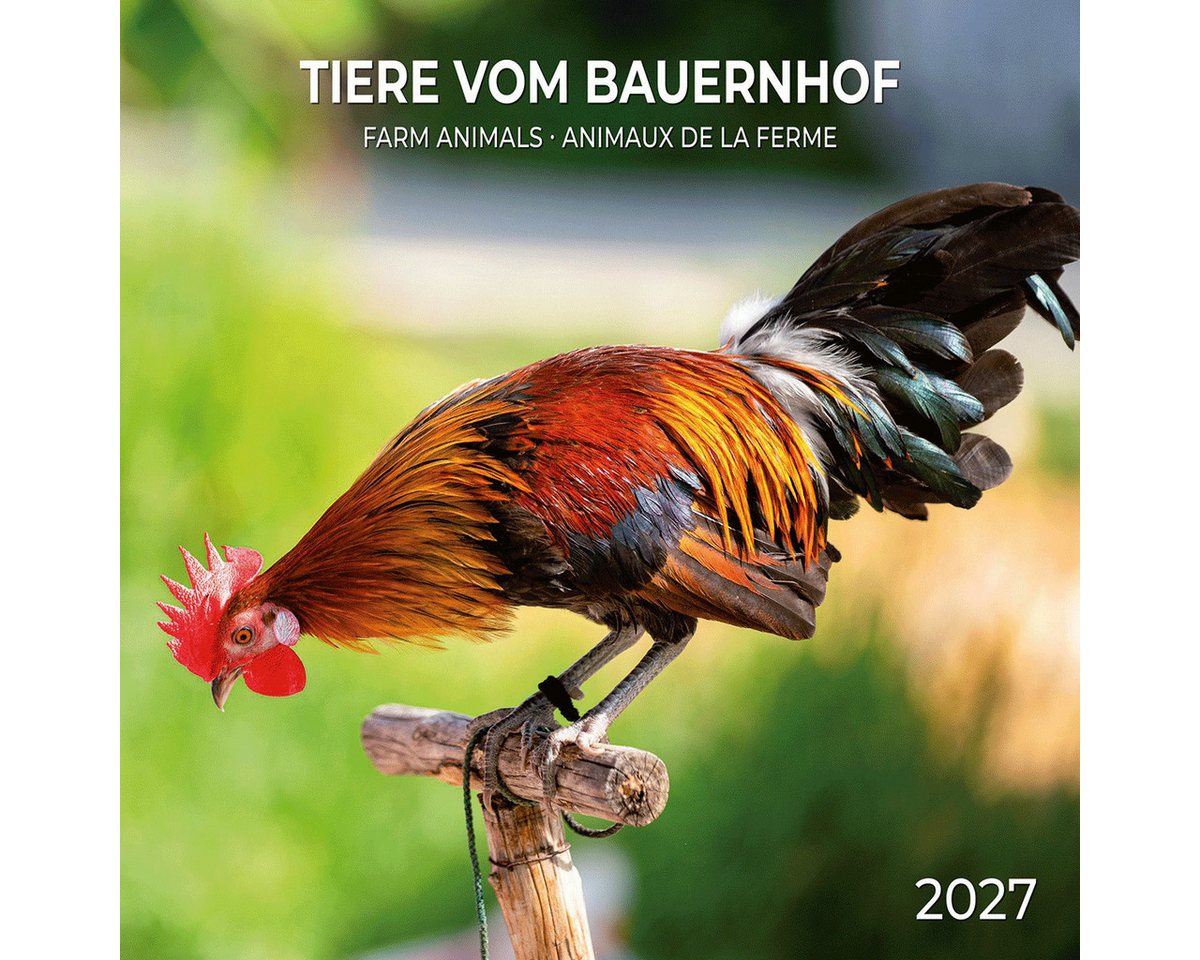 Wandkalender Tiere vom Bauernhof / Farm Animals 2027: Kalender 2027 (Artwork Edi Bild 4