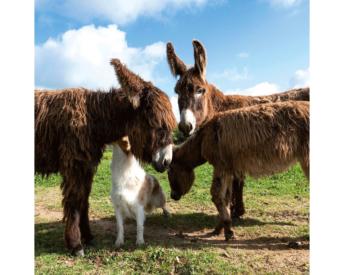 Wandkalender Tiere vom Bauernhof / Farm Animals 2027: Kalender 2027 (Artwork Edi Bild 5