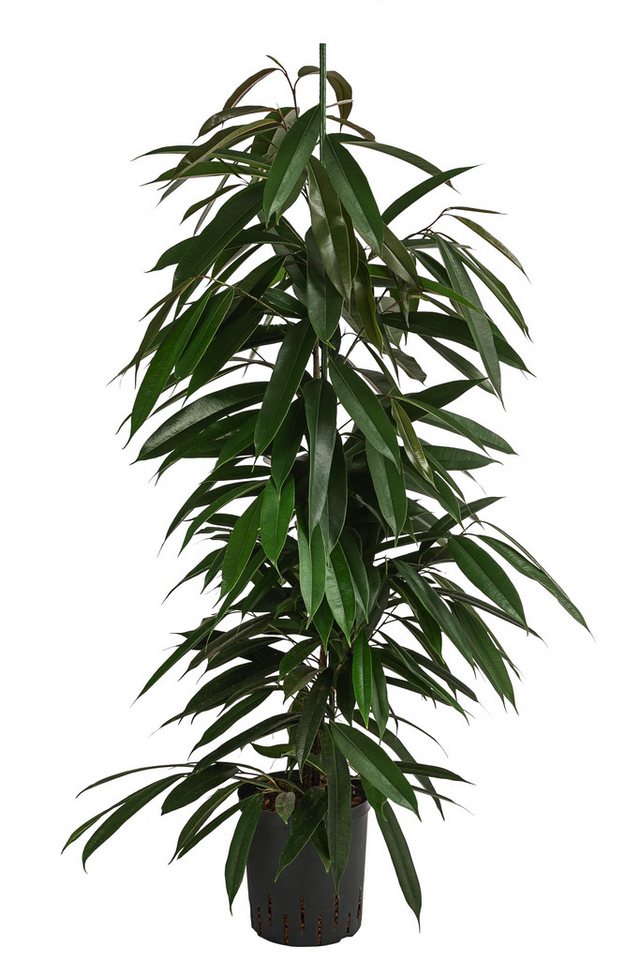 Dehner Zimmerpflanze Birkenfeige, Ficus binnendijkii Amstel King, Hydrokultur, ca. 120 cm, längliche Blätter, luftreinigend