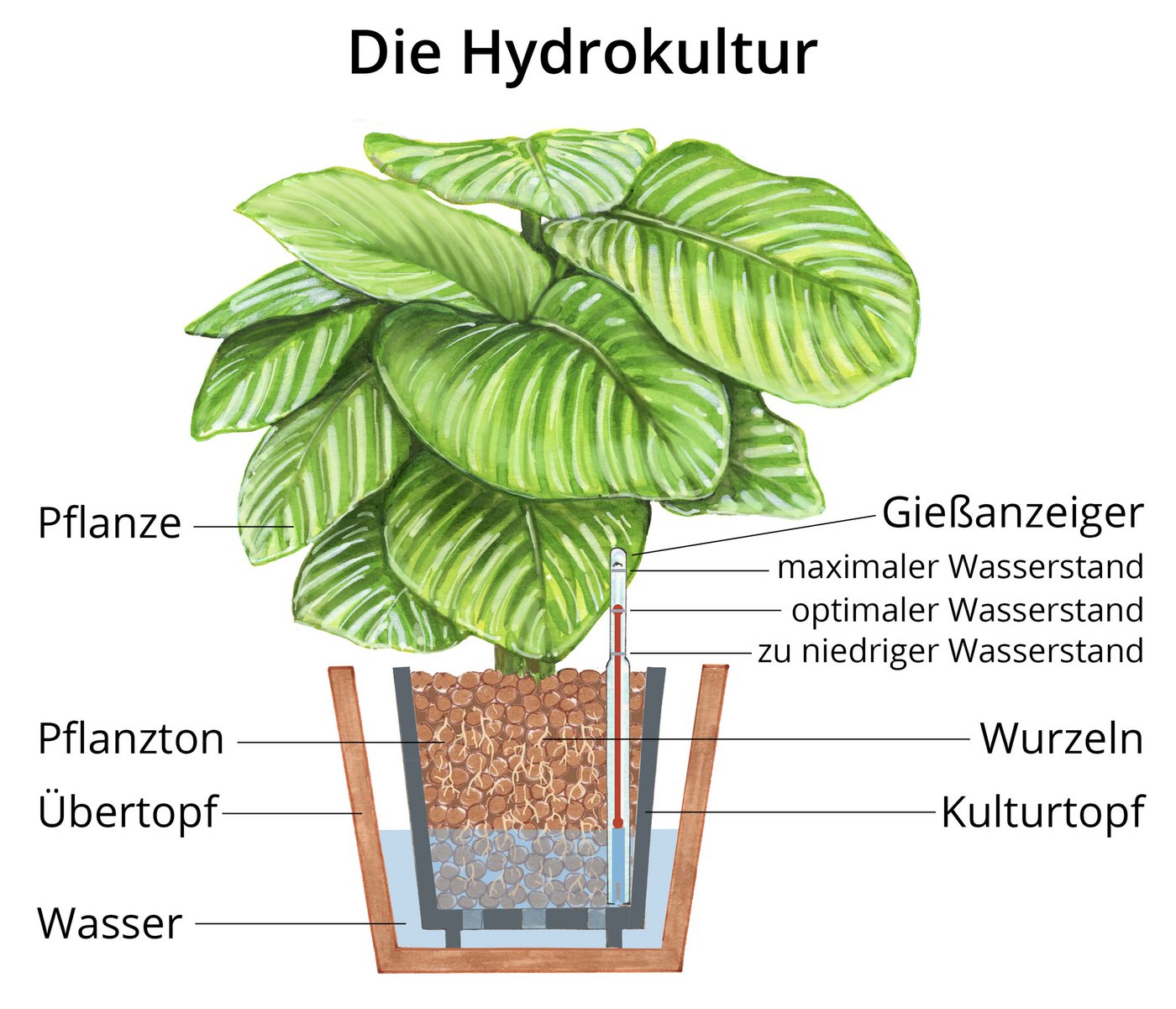Dehner Zimmerpflanze Birkenfeige, Ficus binnendijkii Amstel King, Hydrokultur, ca. 120 cm, längliche Blätter, luftreinigend Bild 2