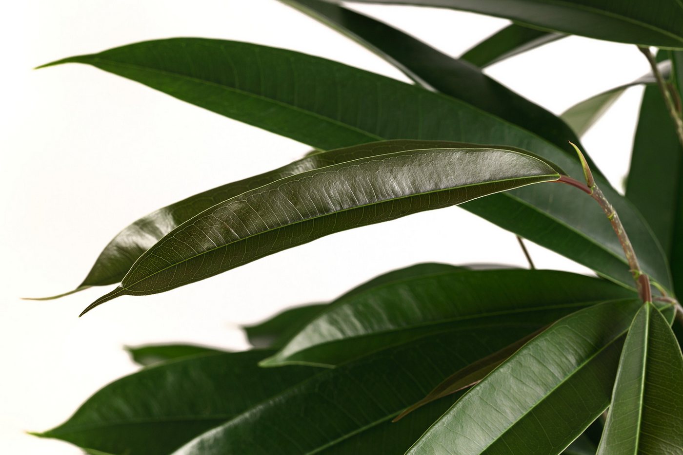 Dehner Zimmerpflanze Birkenfeige, Ficus binnendijkii Amstel King, Hydrokultur, ca. 120 cm, längliche Blätter, luftreinigend Bild 3
