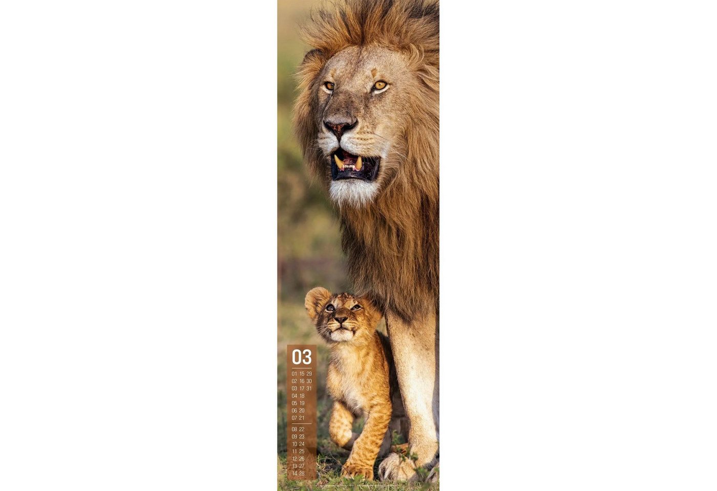 Ackermann Wandkalender Afrika Vertikal Kalender 2027 Bild 2