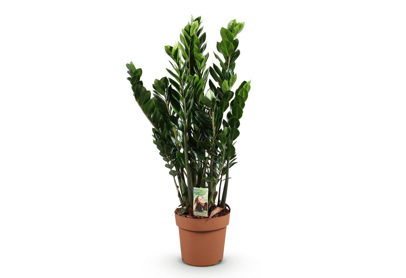 Florora Zimmerpflanze Zamioculcas – 90 cm