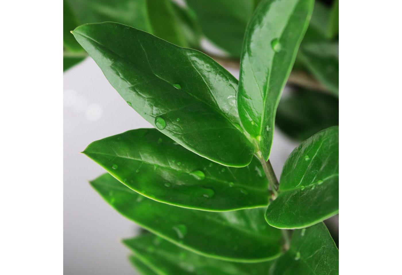 Florora Zimmerpflanze Zamioculcas – 90 cm Bild 2