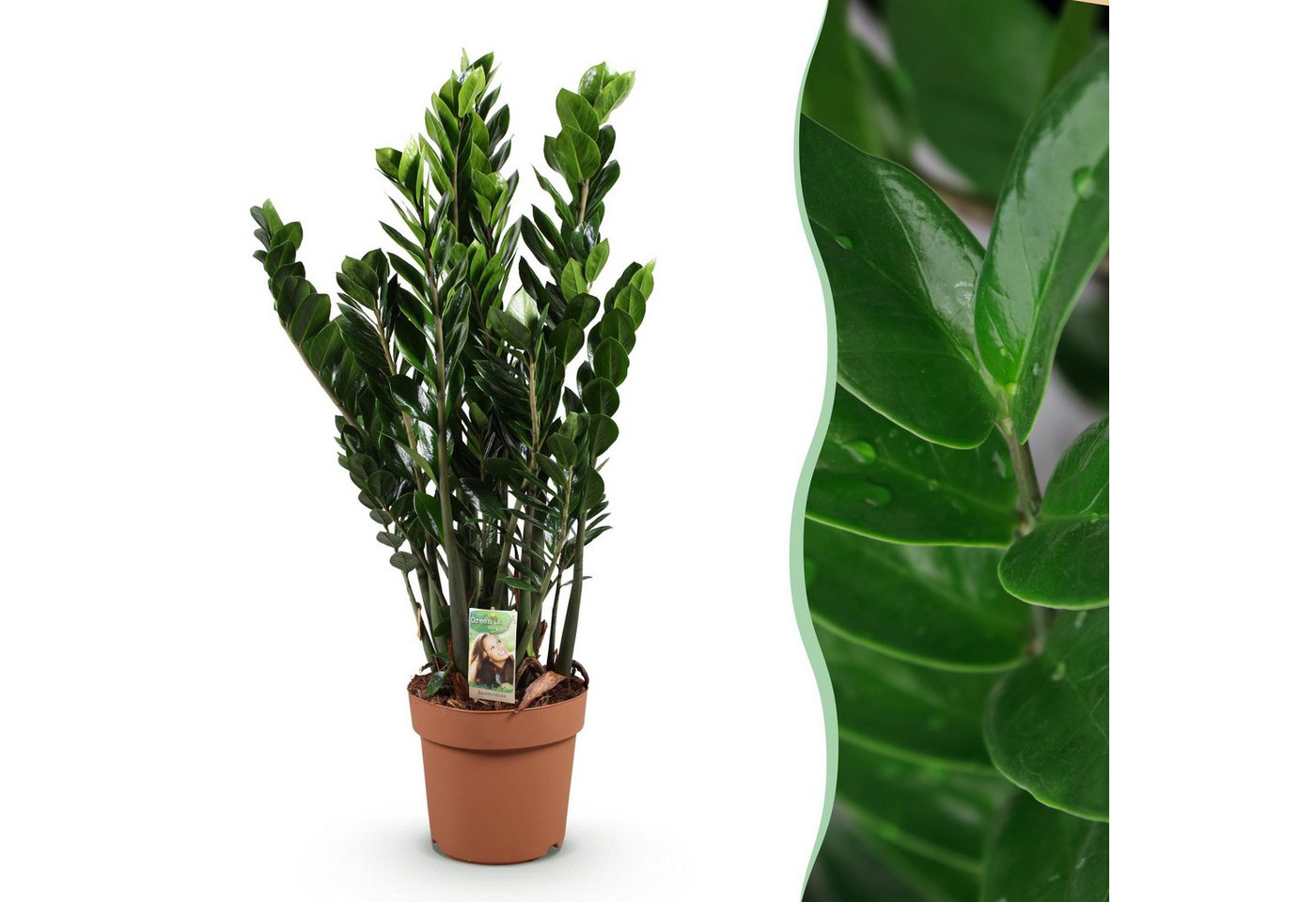 Florora Zimmerpflanze Zamioculcas – 90 cm Bild 3