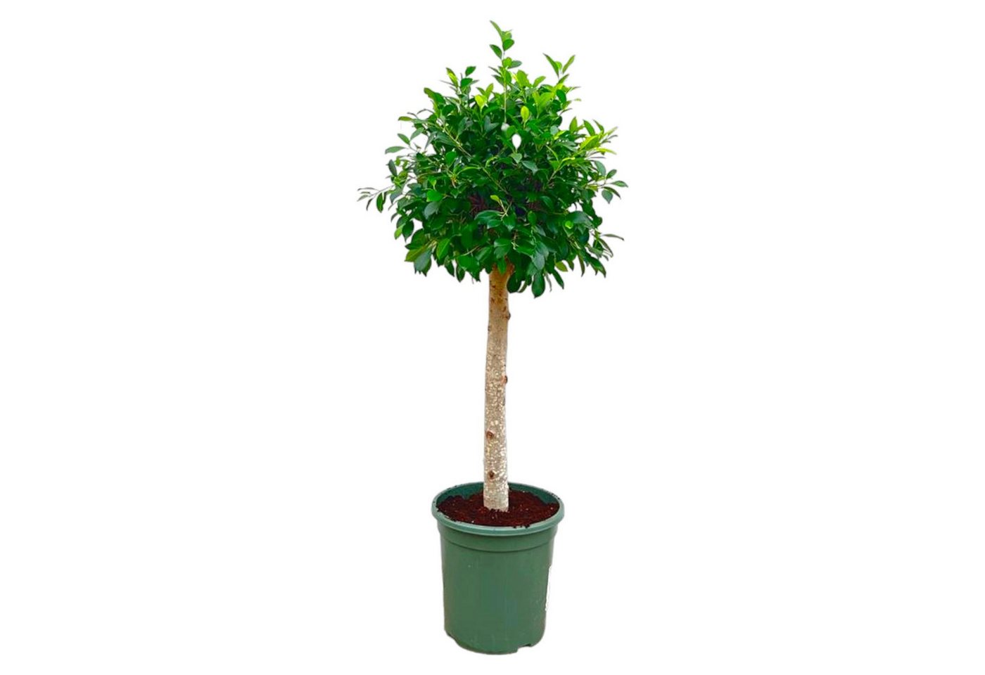 Florora Zimmerpflanze Ficus Nitida – 130 cm