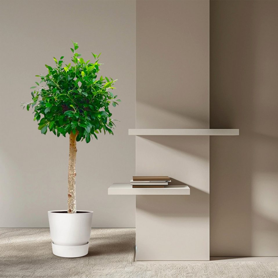 Florora Zimmerpflanze Ficus Nitida – 130 cm Bild 2