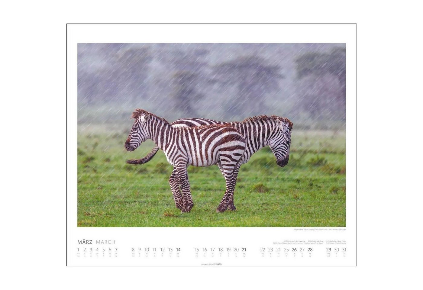 Wandkalender African Wildlife Kalender 2027