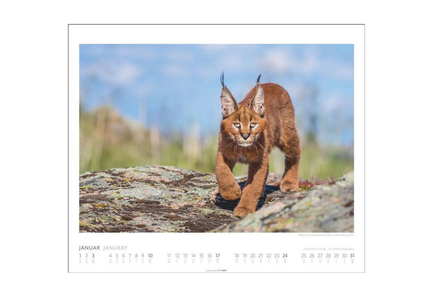 Wandkalender African Wildlife Kalender 2027 Bild 4
