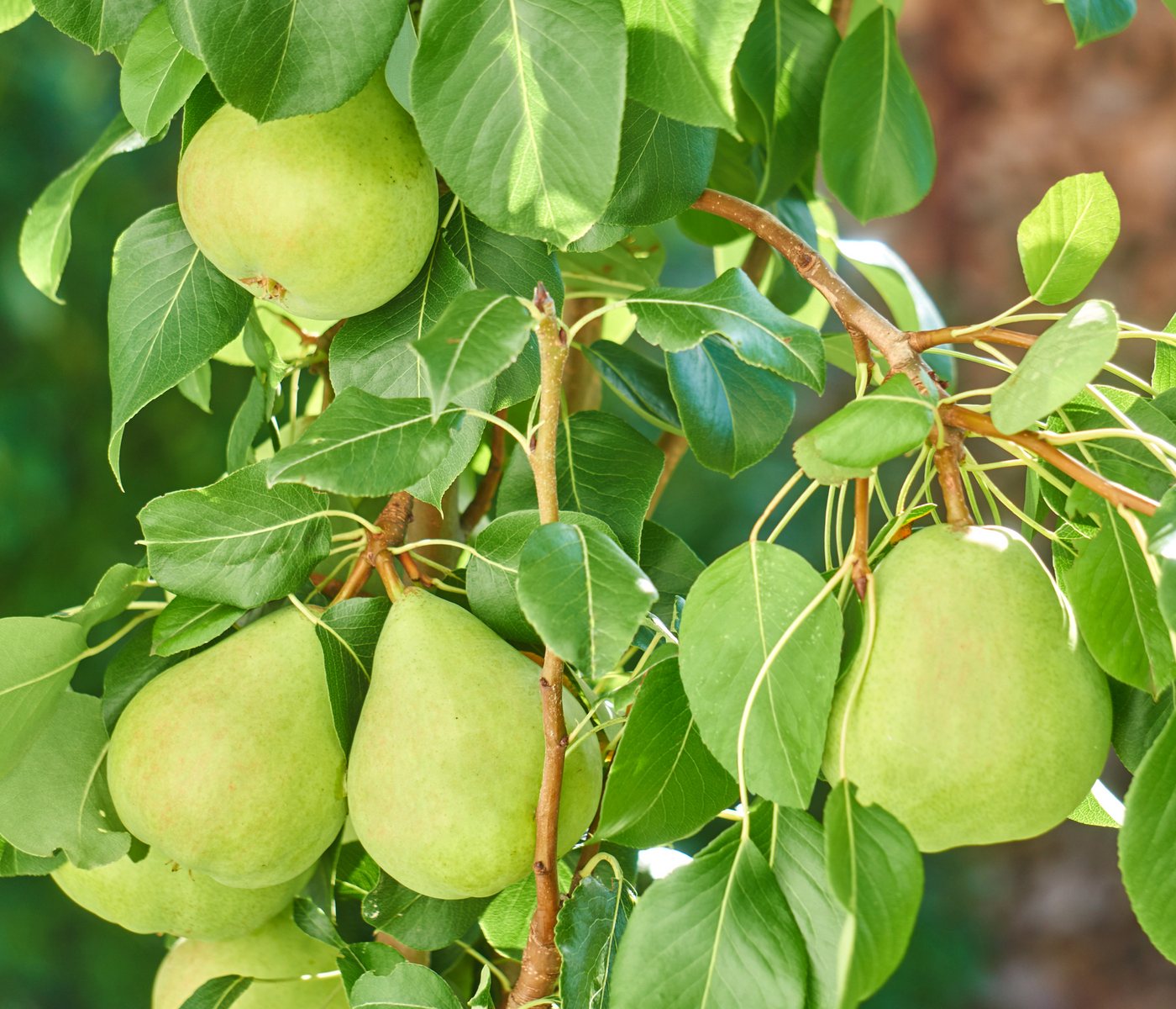 Dehner Obstpflanze Zwergbirne Luisa, Pyrus communis, ca. 80-90 cm exkl. Pflanztopf, zwergwüchsiger Birnbaum mit saftigen Früchten