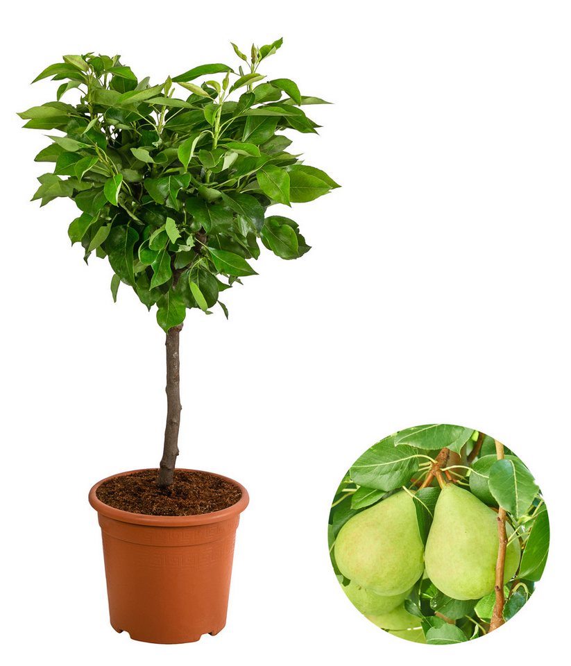 Dehner Obstpflanze Zwergbirne Luisa, Pyrus communis, ca. 80-90 cm exkl. Pflanztopf, zwergwüchsiger Birnbaum mit saftigen Früchten Bild 3