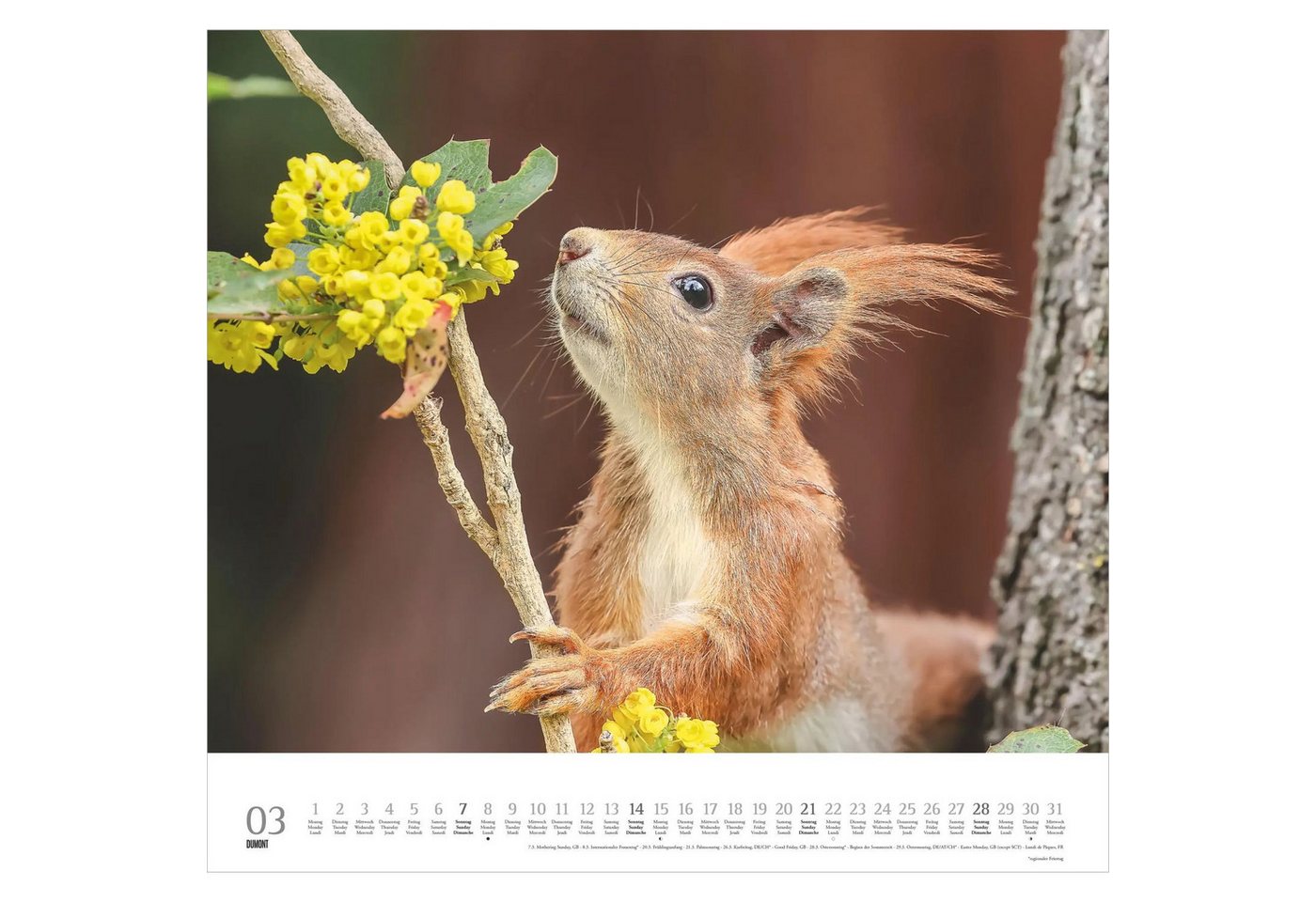 Wandkalender Geliebte Eichhörnchen 2027