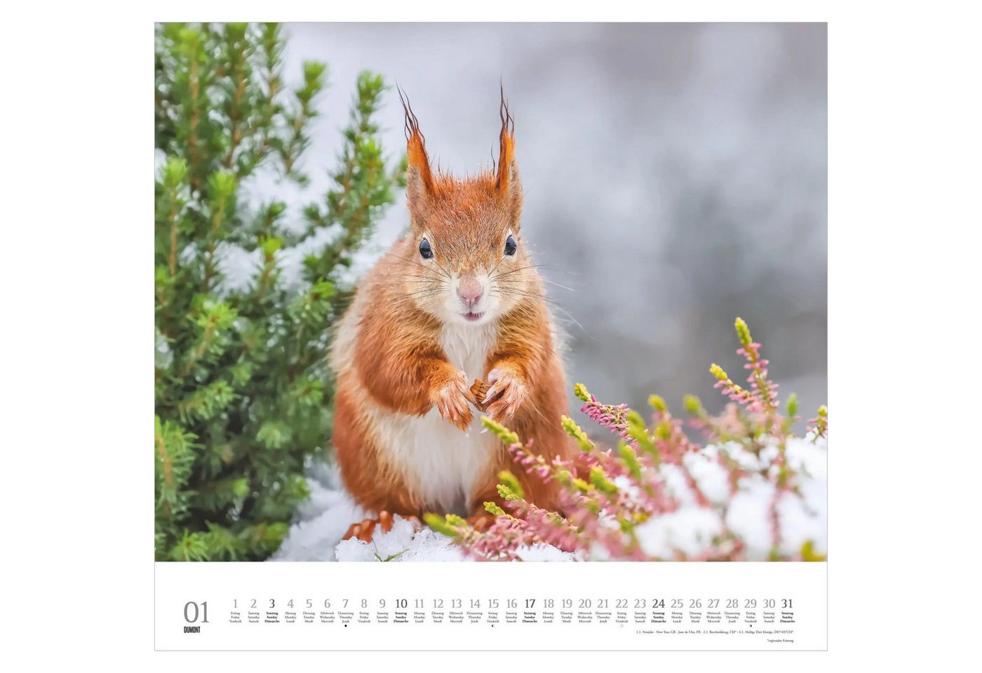 Wandkalender Geliebte Eichhörnchen 2027 Bild 2