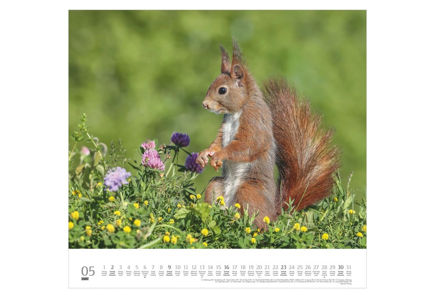 Wandkalender Geliebte Eichhörnchen 2027 Bild 3