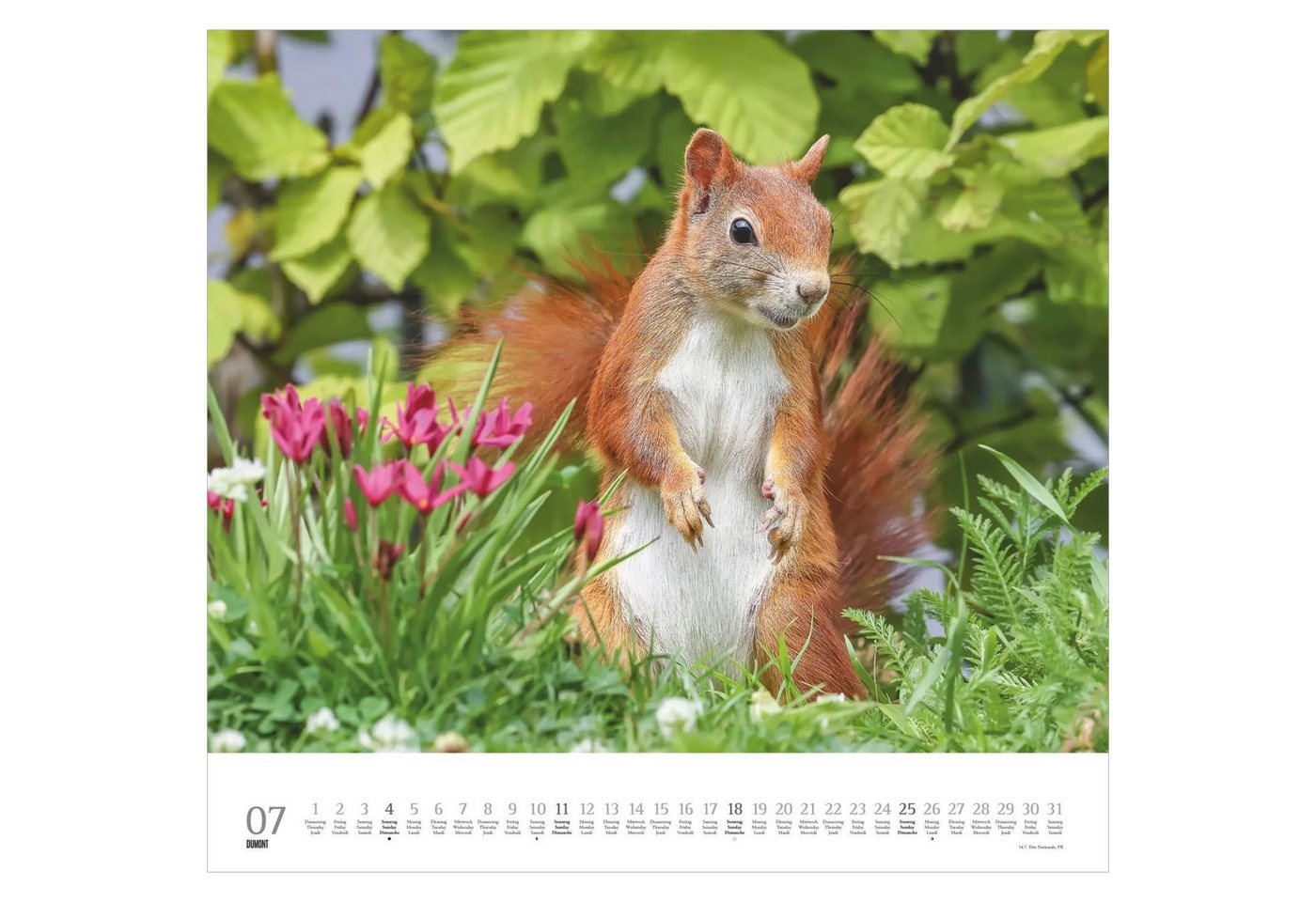 Wandkalender Geliebte Eichhörnchen 2027 Bild 4