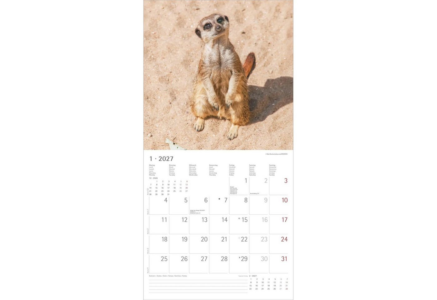 Wandkalender Erdmännchen 2027 Bild 2