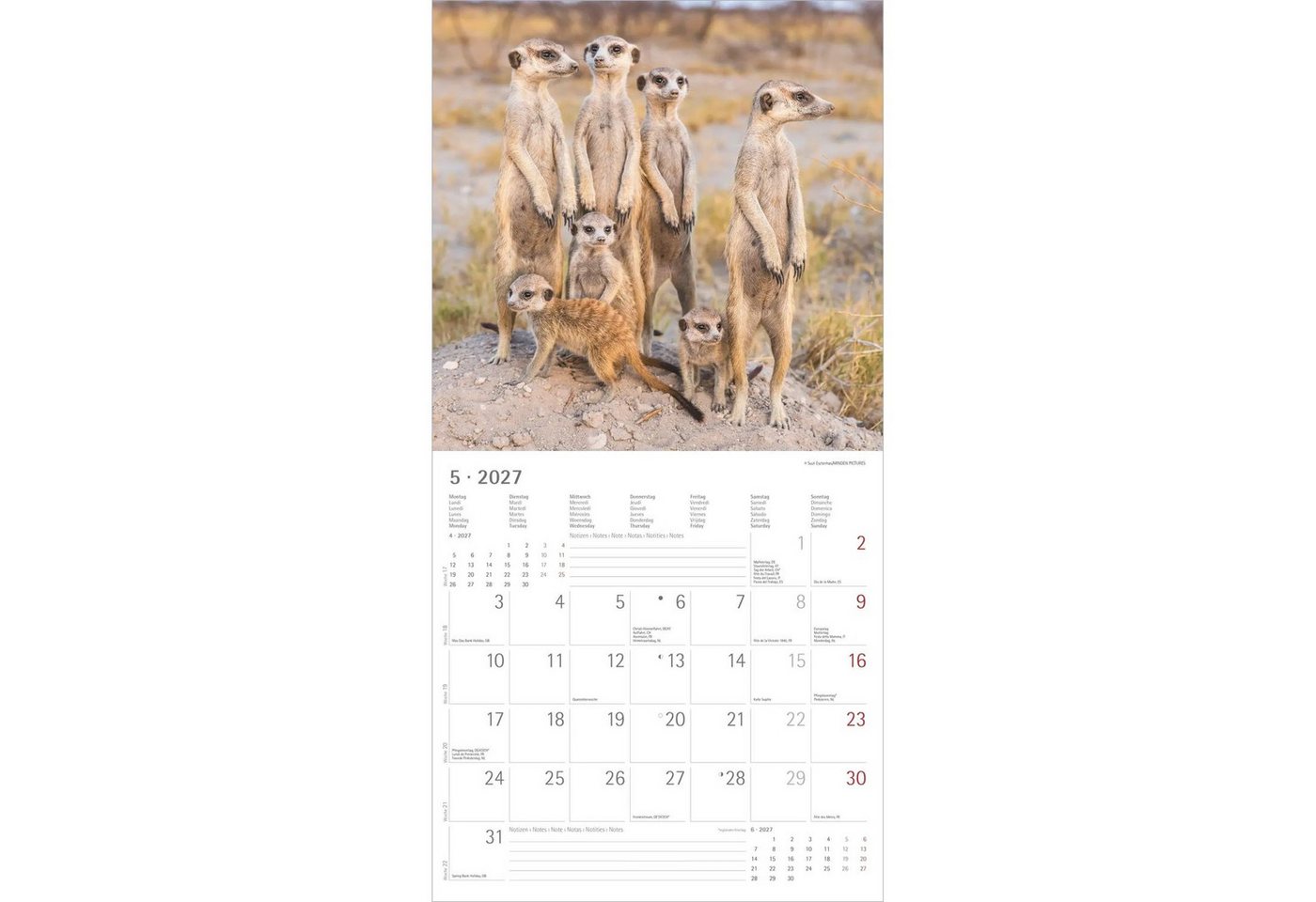 Wandkalender Erdmännchen 2027 Bild 3