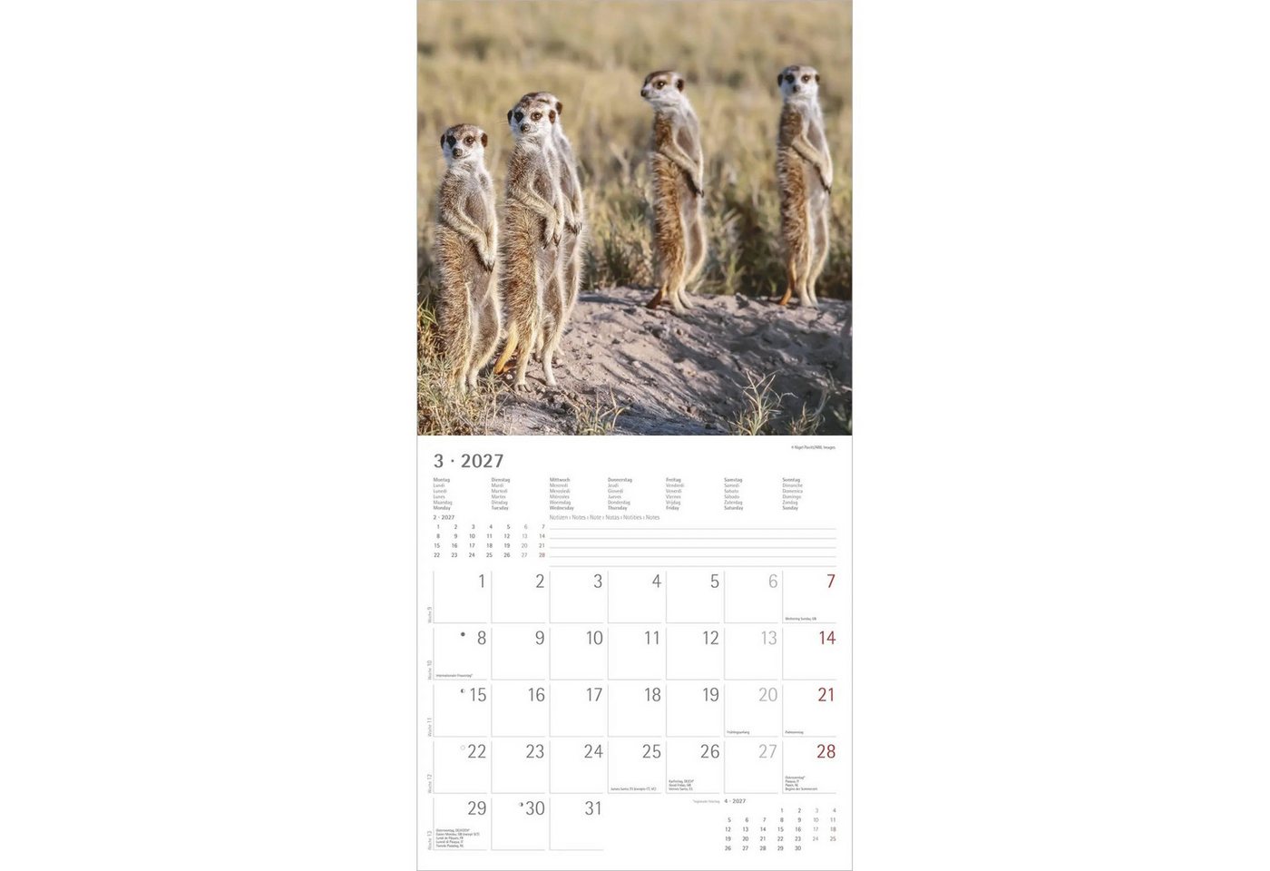 Wandkalender Erdmännchen 2027 Bild 5