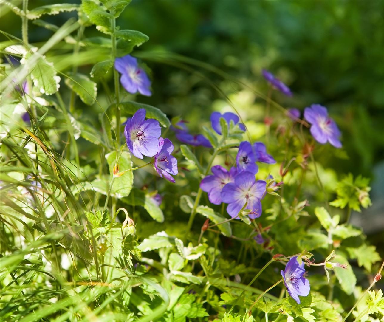Pflanzen für Dich Staude Geranium wallichianum Rozanne, 1 St., Storchschnabel, Rozanne-Storchschnabel