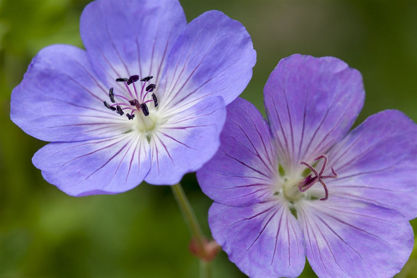 Pflanzen für Dich Staude Geranium wallichianum Rozanne, 1 St., Storchschnabel, Rozanne-Storchschnabel Bild 2